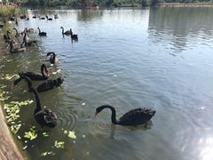 -五缘湾湿地公园