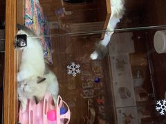 -Goku PET SHOP宠物视觉生活馆(双井店)