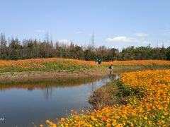 -上海长兴岛郊野公园