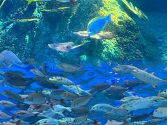 -泉城欧乐堡海洋极地世界