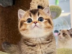 -欣宠猫屋·矮脚拿破仑·蓝金金渐层