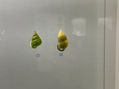 -青岛贝壳博物馆
