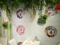 -Husky Go! 哈士奇体验馆·宠物咖啡厅狗咖
