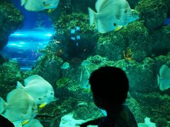 -芜湖新华联大白鲸海洋公园