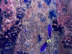 -海合安武汉极地海洋公园