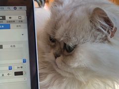 -猫的茶·猫咖