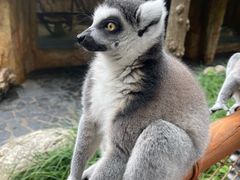 -北京野生动物园