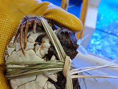 -蟹状元大闸蟹·年货·粽子(成都成华店)