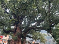 -杨家堂村
