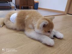 -南京Hallo宠物乐园·哈罗犬舍·柴犬繁育基地