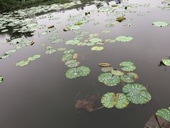 -大塘金香草谷