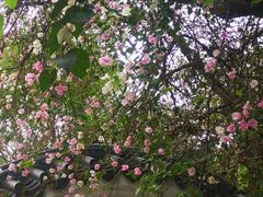 -深圳国际园林花卉博览园