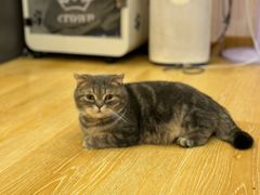 -猫咪派对(江南西店)