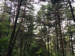 -帽儿山国家森林公园