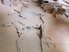 -洛阳周王城天子驾六博物馆