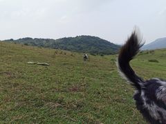 -大姆山草场