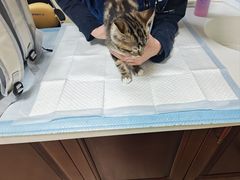 -美联众合动物医院·24h转诊中心