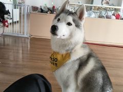 -Husky Go! 哈士奇体验馆·宠物咖啡厅狗咖