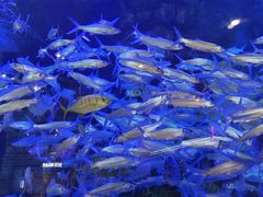 -香港美食大酒楼