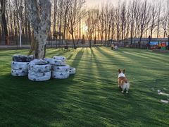 -宠乐会宠物乐园