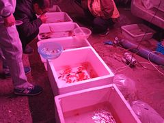 -中环花鸟鱼虫市场