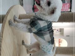 -喵园·猫主题咖啡厅·撸猫·猫咖(国贸店)