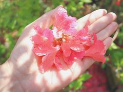 -木兰云雾山