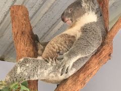 -费瑟代尔野生动物园