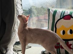 -宠颐生猫科·内科皮肤科(西平世纪城店)