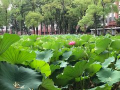 -四川大学(华西校区)