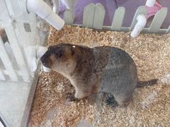 -怪兽屋·羊驼·猫咖·狗咖(俊华广场店)