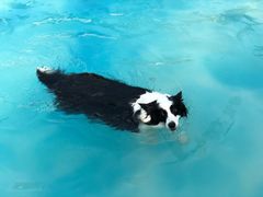 -汪说喵讲宠物乐园宠物酒店(红星美凯龙店)