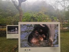 -野象谷景区
