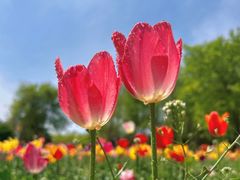 -郑州中国绿化博览园