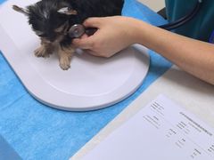 -中农国际动物医院24小时·猫科·骨科·急重症中心