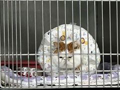 -莘程宠物医院(金山店)