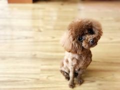 -多卡布奇宠物生活馆(上林世家店)