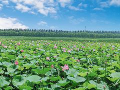 -西青郊野公园
