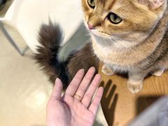 -藏猫猫咖啡主题馆(中央大道店)