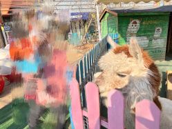 -萌宠亲子动物乐园(槐房万达店)