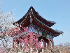 -梅花山(明孝陵内)