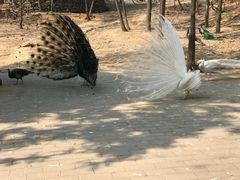 -石家庄市动物园