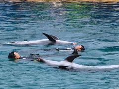 -秦皇岛乐岛海洋王国