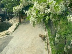 -大连森林动物园