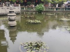 -碧江金楼