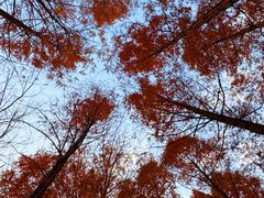 -白水寺森林公园