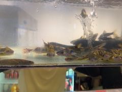 -小乡小镇·传承桐庐土菜·老板亲自烧的菜