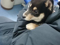 -宠颐生动物医院·心脏科·保险定点(锦阳分院)