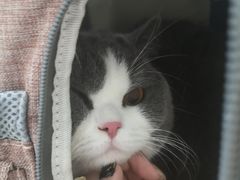 -瑞派康怡24h宠物医院·犬猫医疗中心·微创绝育(瑞景分院)