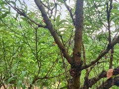 -南国桃园旅游度假区